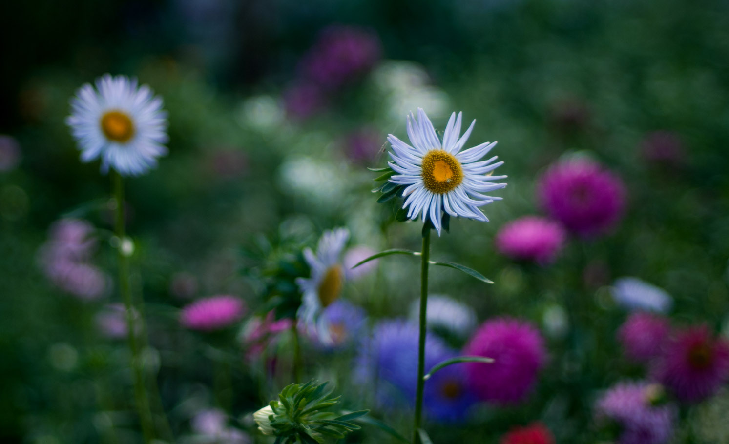 DSC_4866_copy