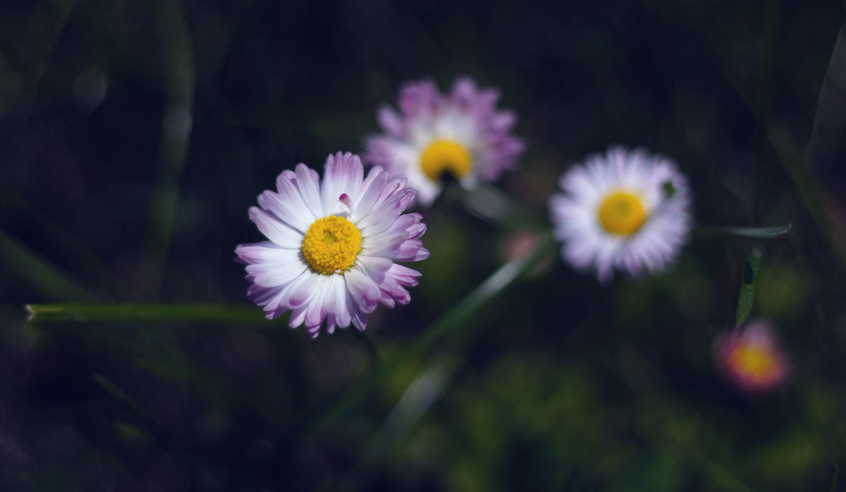 DSC_9485_copy