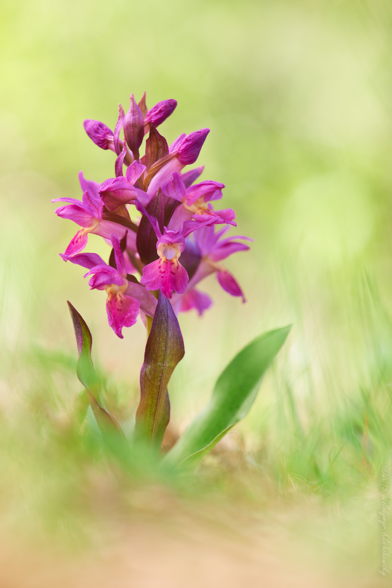 Dactylorhiza-sambucina_04