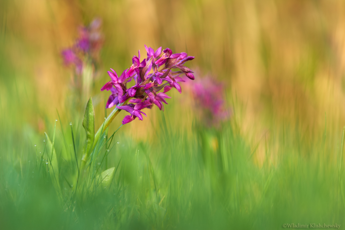 Dactylorhiza-sambucina_1