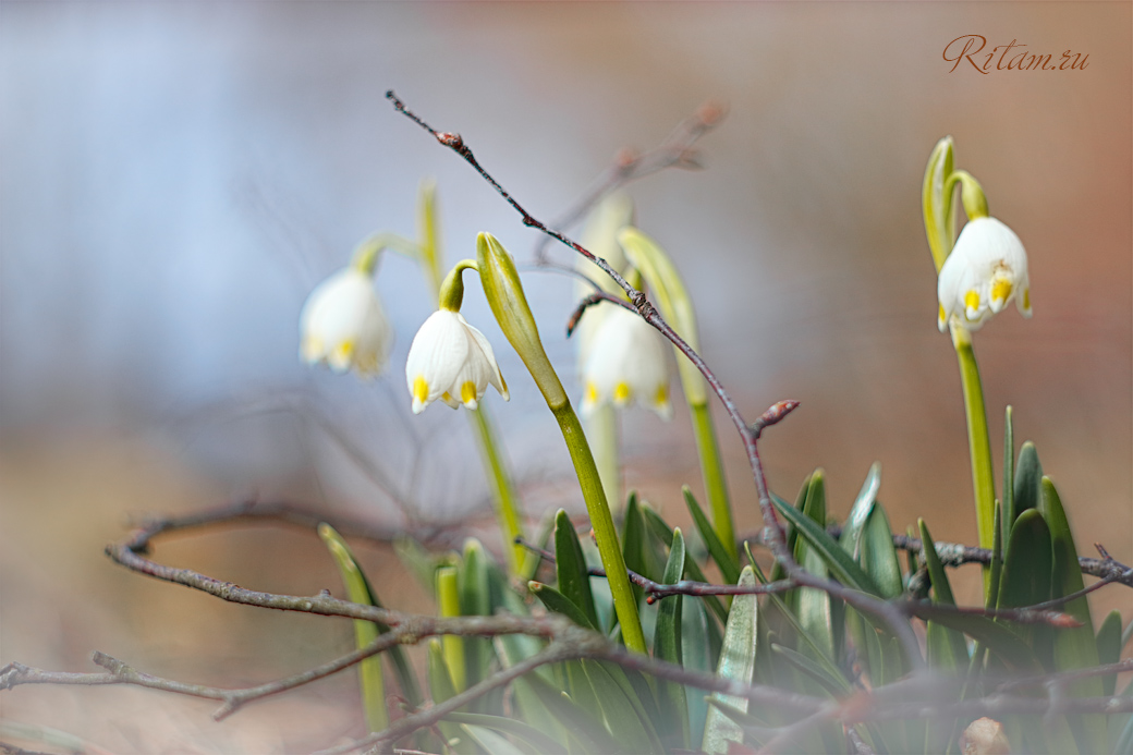 First_Flowers_of_Spring_-_Ritam_W