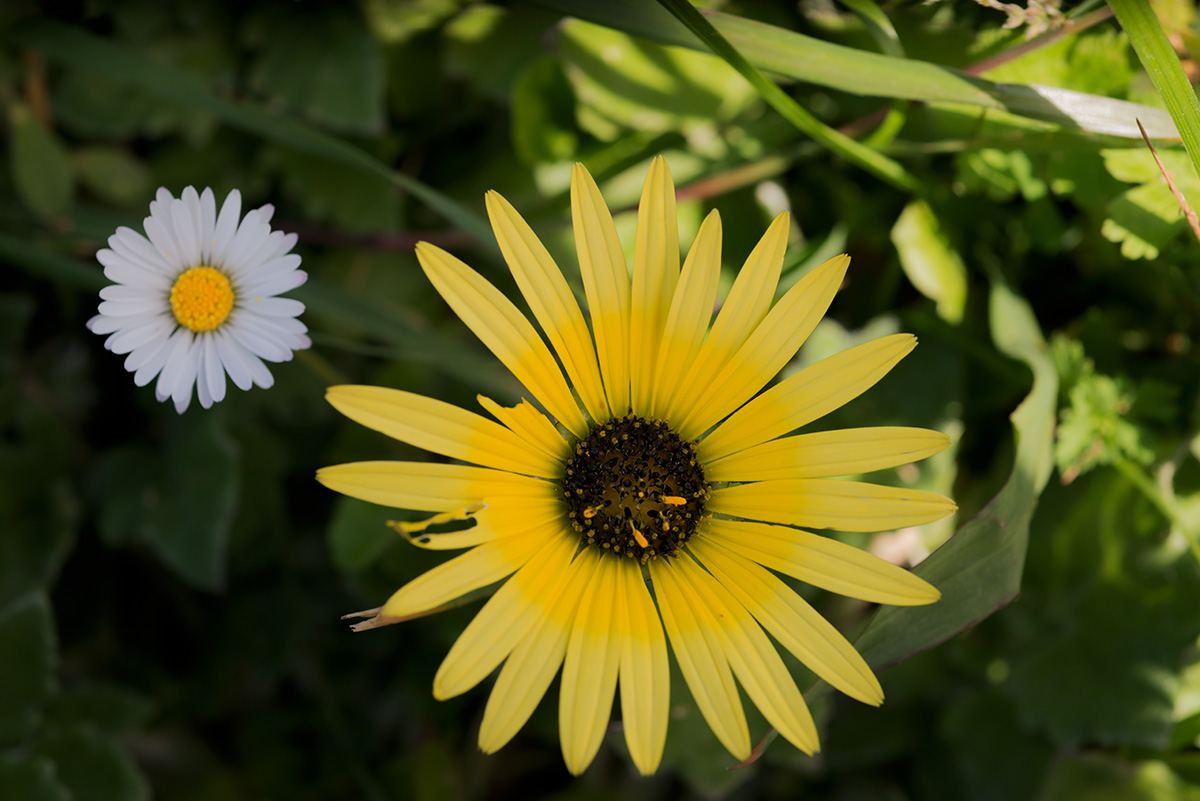 Flower_20150413-01-1200