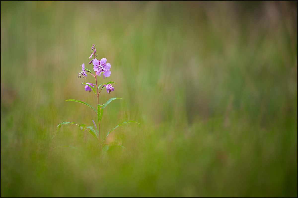 Flower_in_a_field_01_