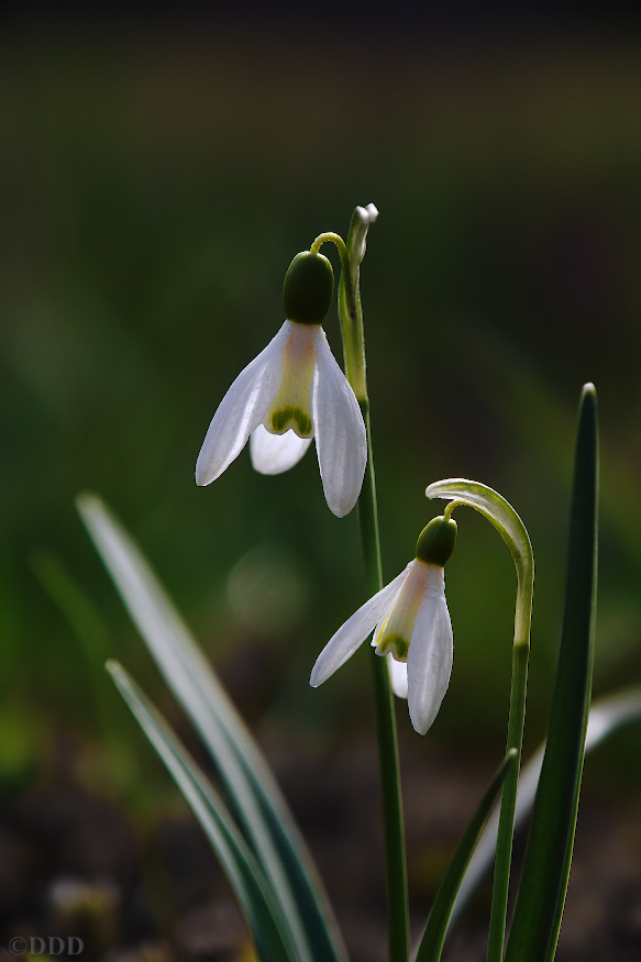 Galantus_nivalis01