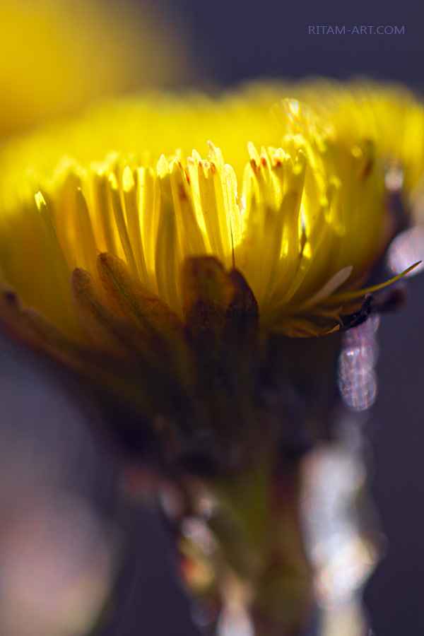 Gems_of_Spring_Ritam-W