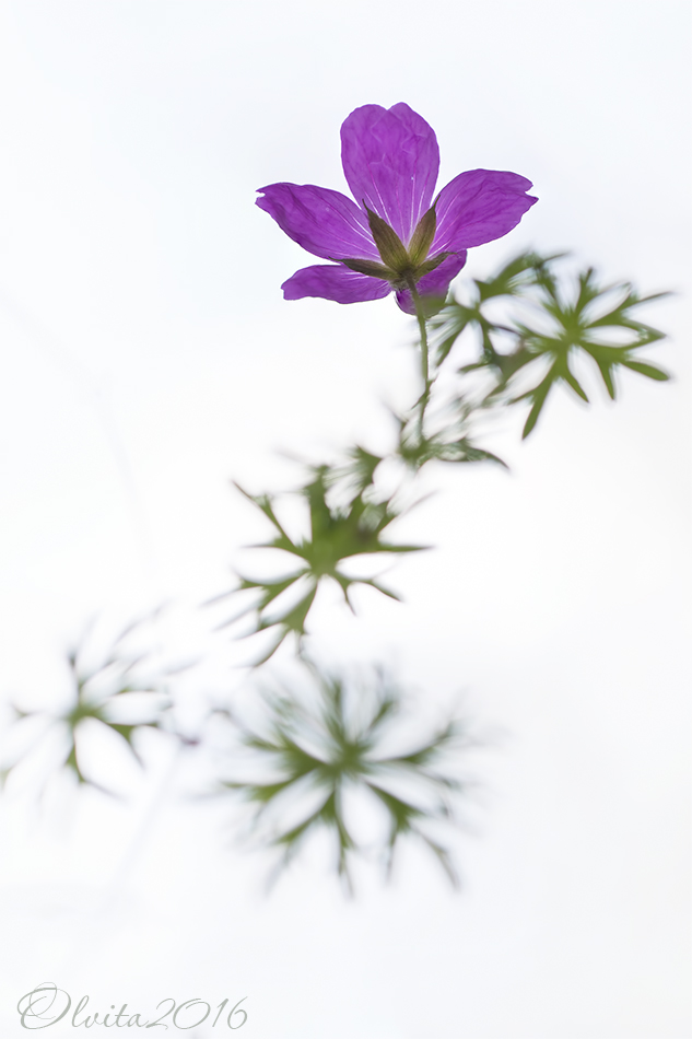 Geranium_sylvaticum_m