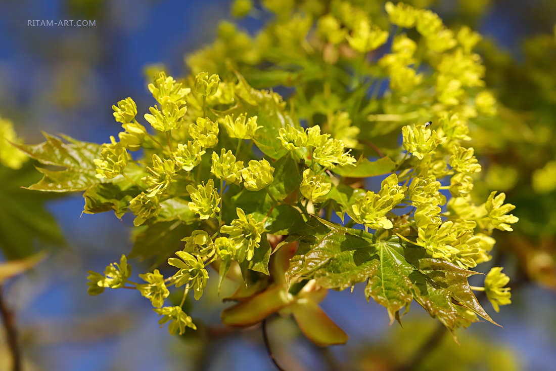 Gold-of-Spring_Maple_Ritam-W