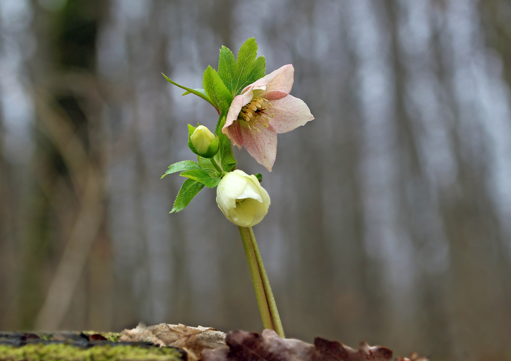 Helleborus_caucasicus_IMG_4343_