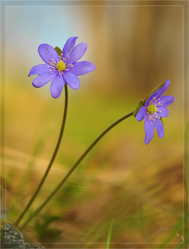 Hepatica_nobilis01