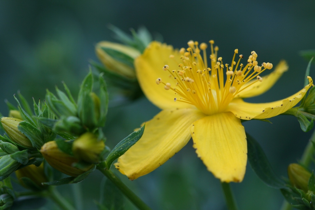 Hypericum_