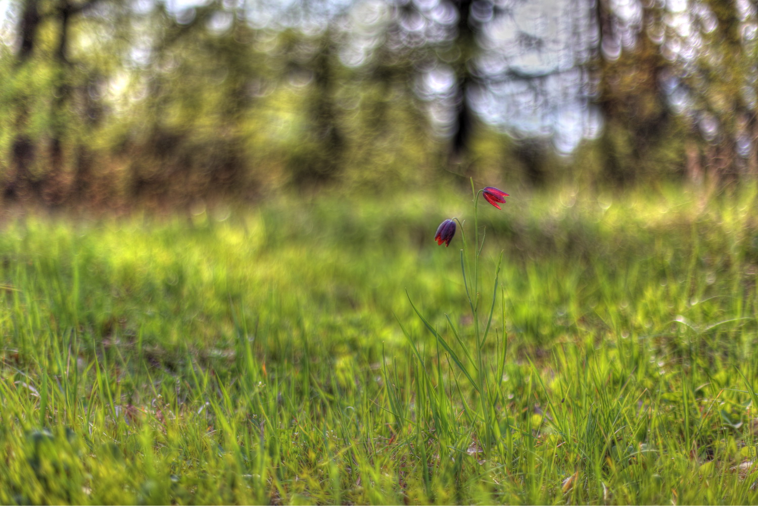 IMG_1125_6_7_Painterly