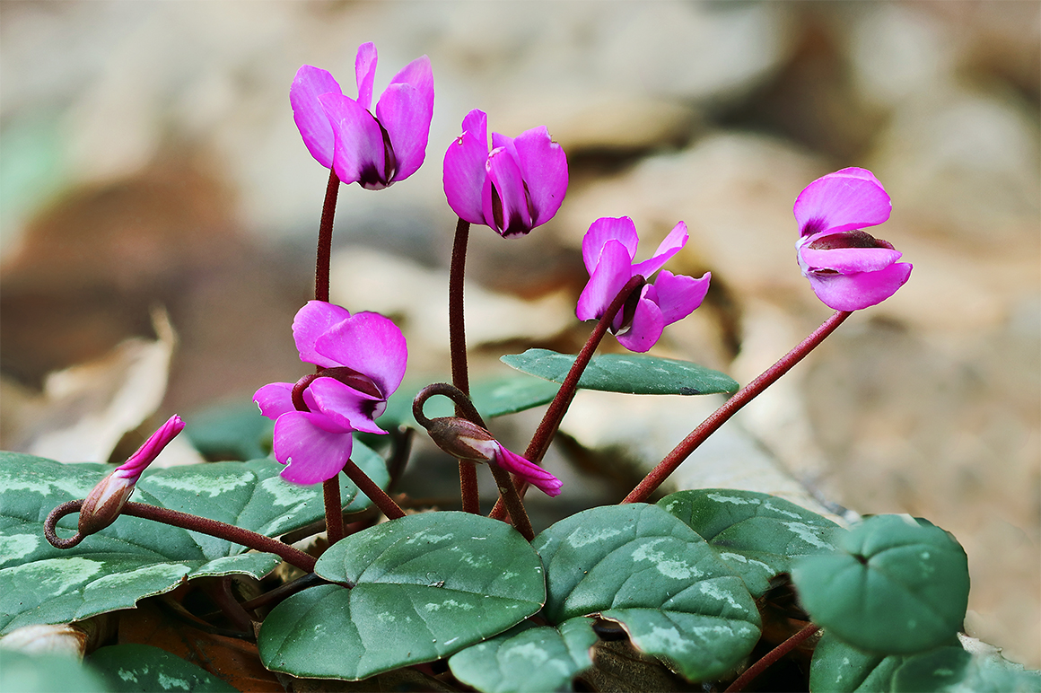 IMG_1313B_Radius8_Smoothing4_