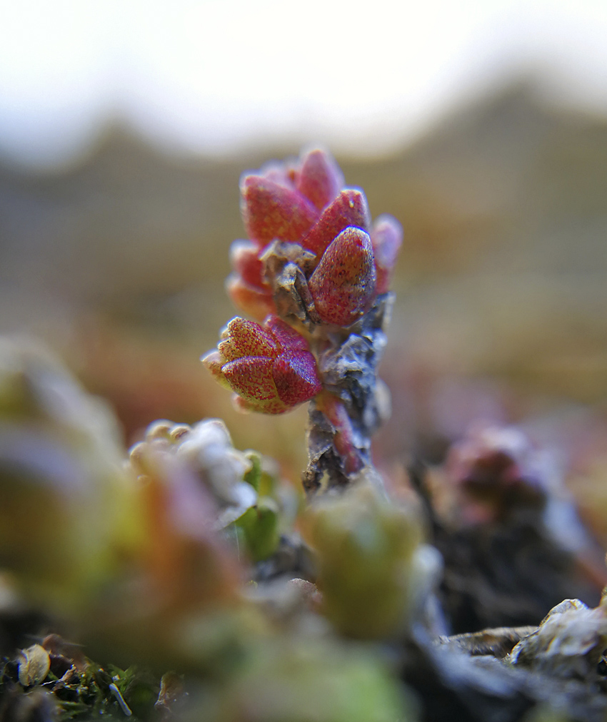 IMG_20200330_172557-01