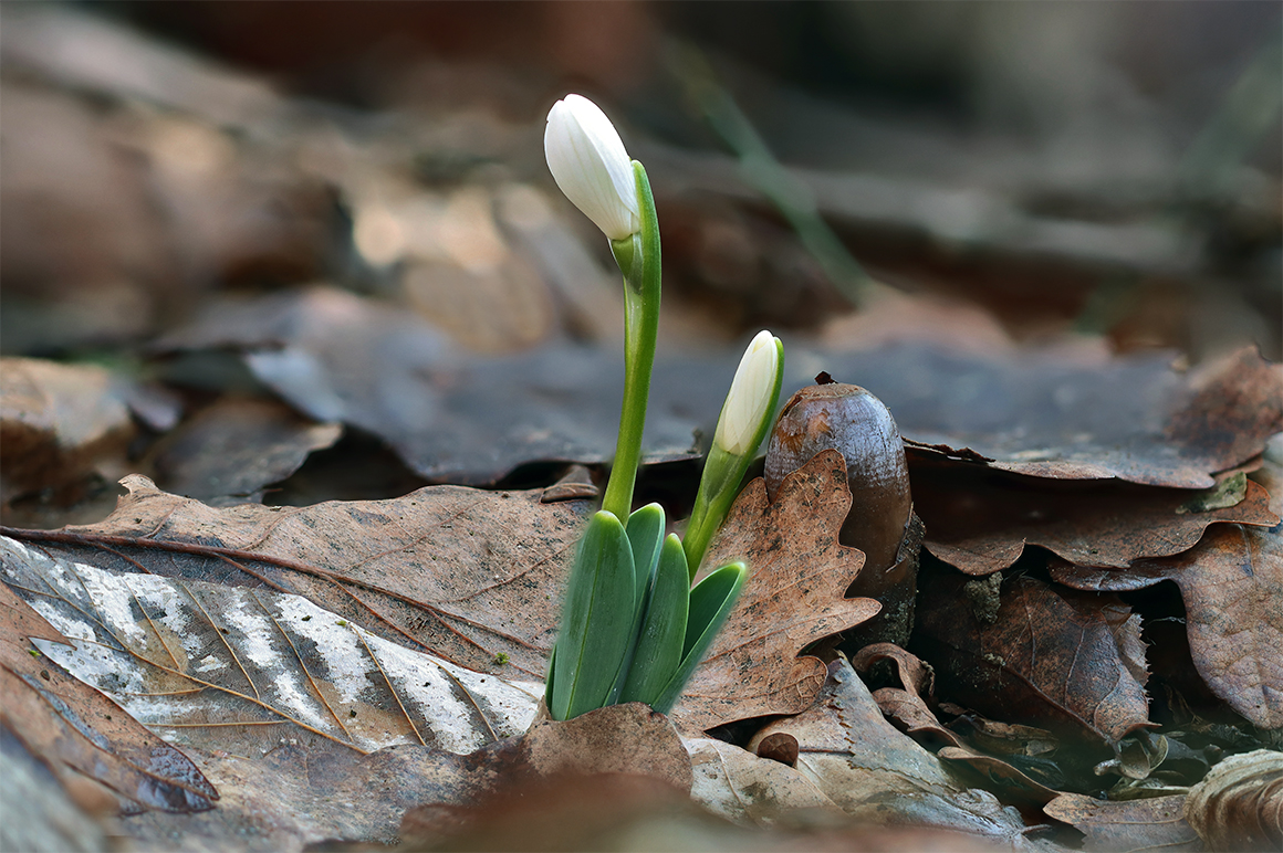 IMG_2060B_Radius8_Smoothing4_