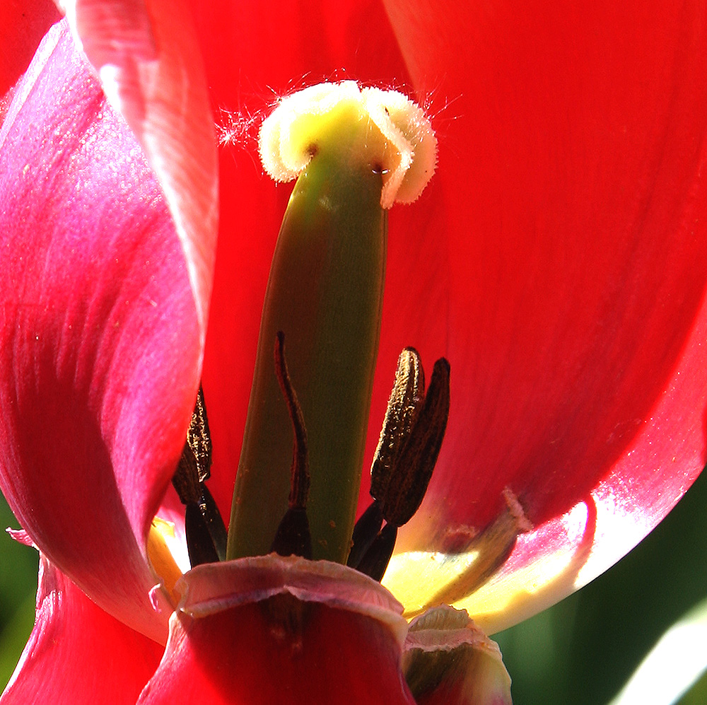 IMG_2930_copy