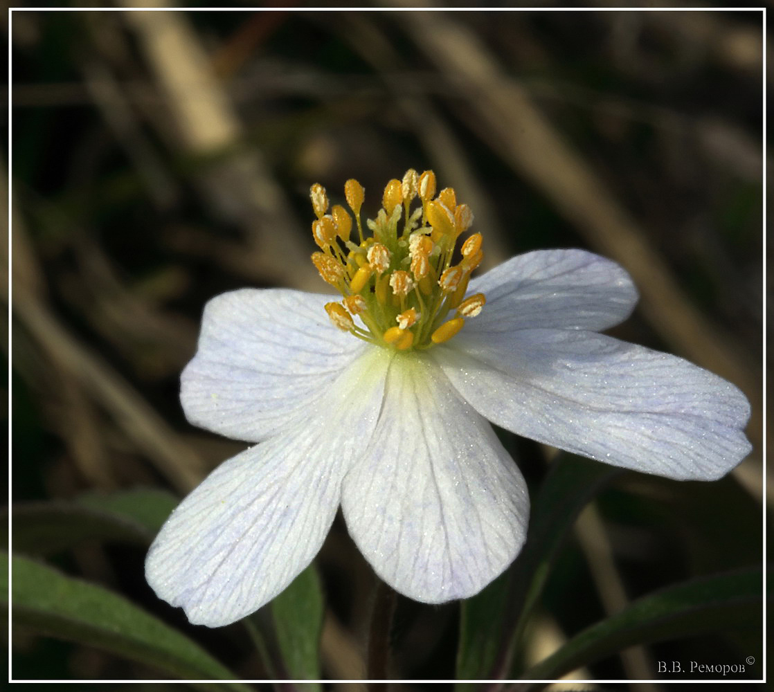 IMG_9585_filtered_res05_res