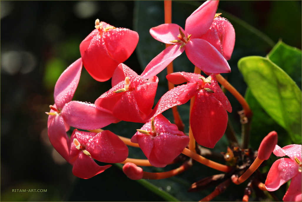 India_Meeting-Morning_Ritam-W