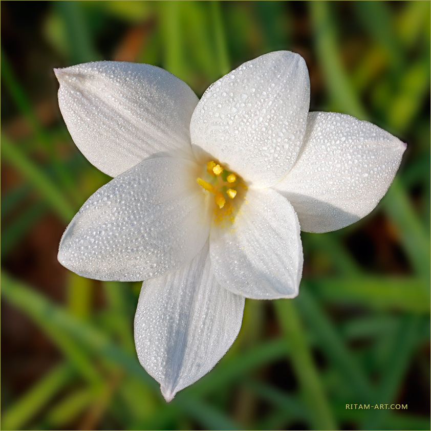 Integral-Prayer_Zephyranthes-Flower_Ritam-W