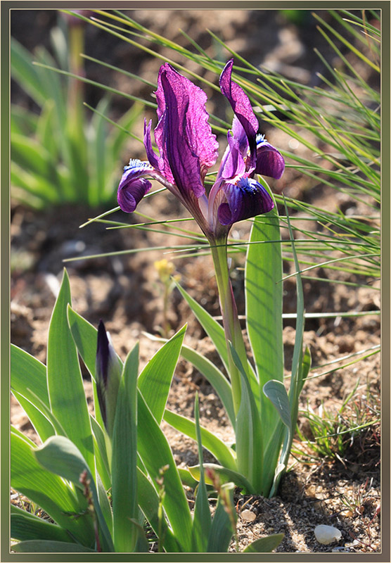 Iris_pumila_1