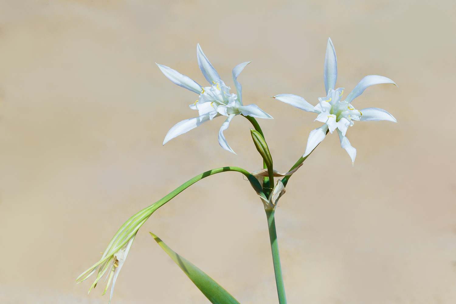 Liliya_20180911-02-1500