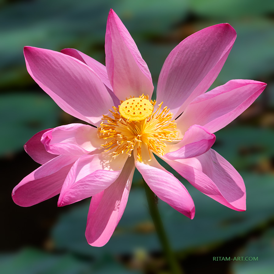 Lotus_Soul-Flowering_Ritam-W