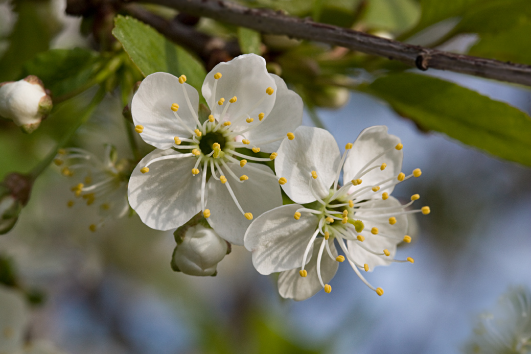 MG_3551-srgb-ed-sr-11