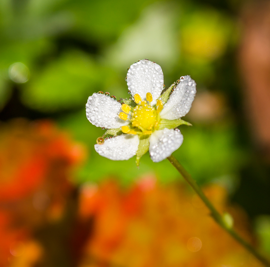 MG_6088-2014-_-_-_-_--860_850--377_