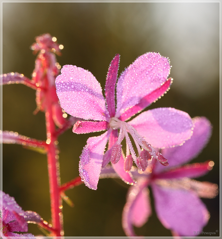 MG_8695_r