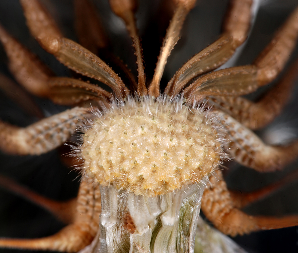 Mnogonogiy_oduvanchik-1WW