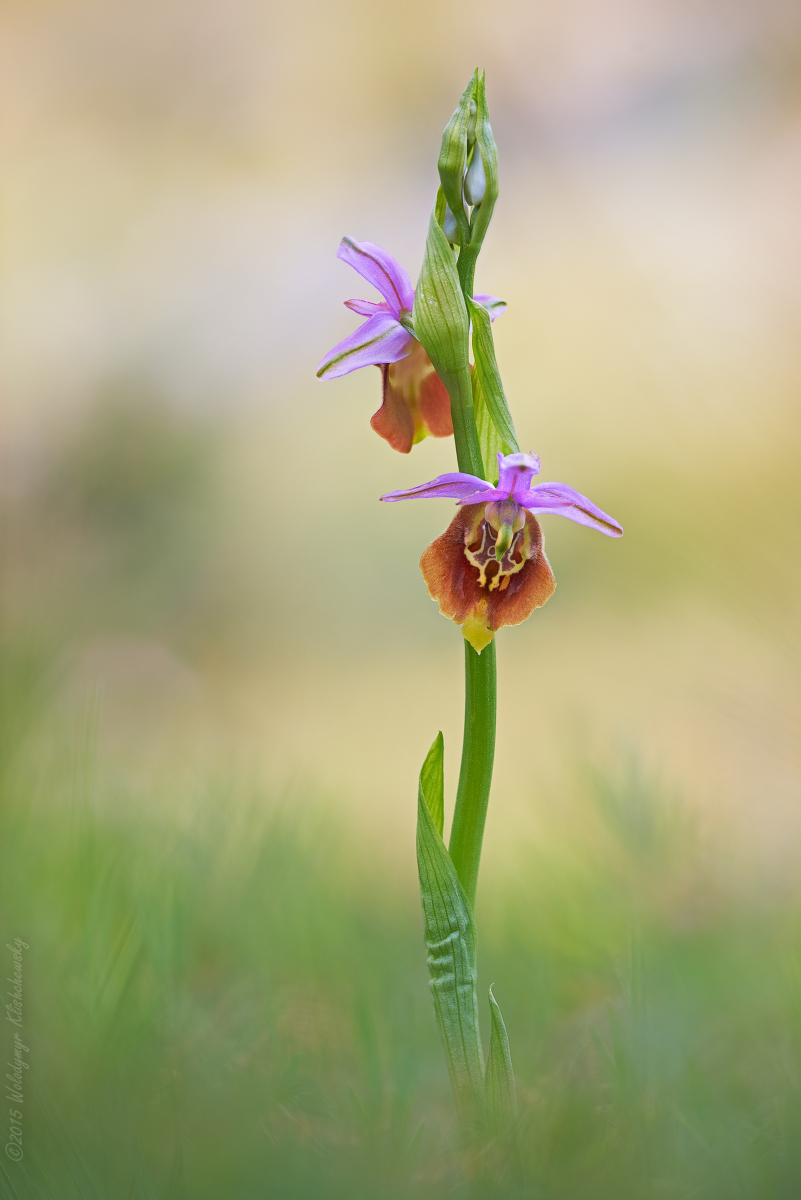 Ophrys-apulica_01