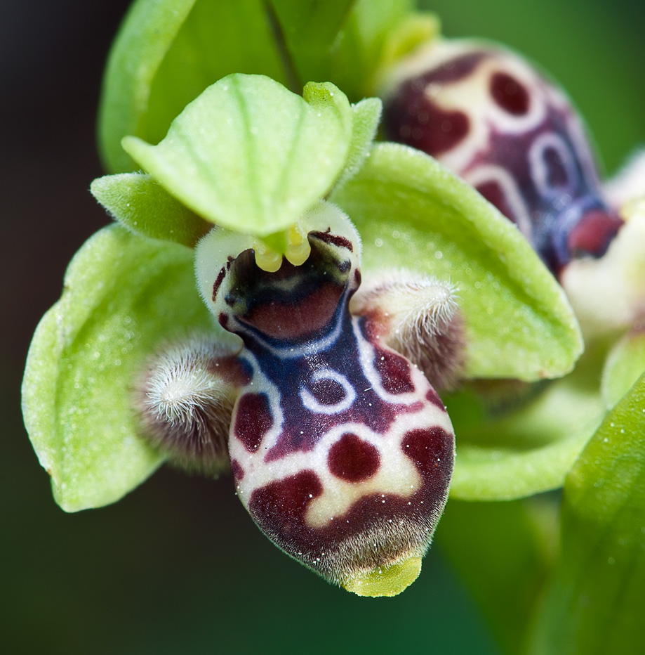 Ophrys_umbilicata