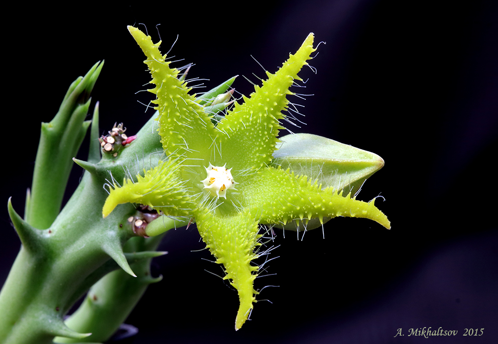 Orbea-dummeri_1000pcs