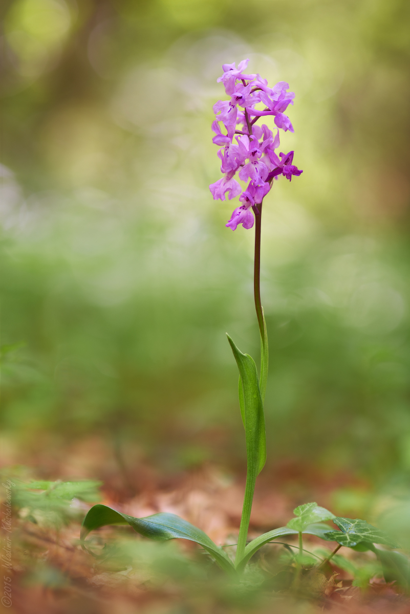 Orchis-mascula-x-Orchis-provincialis