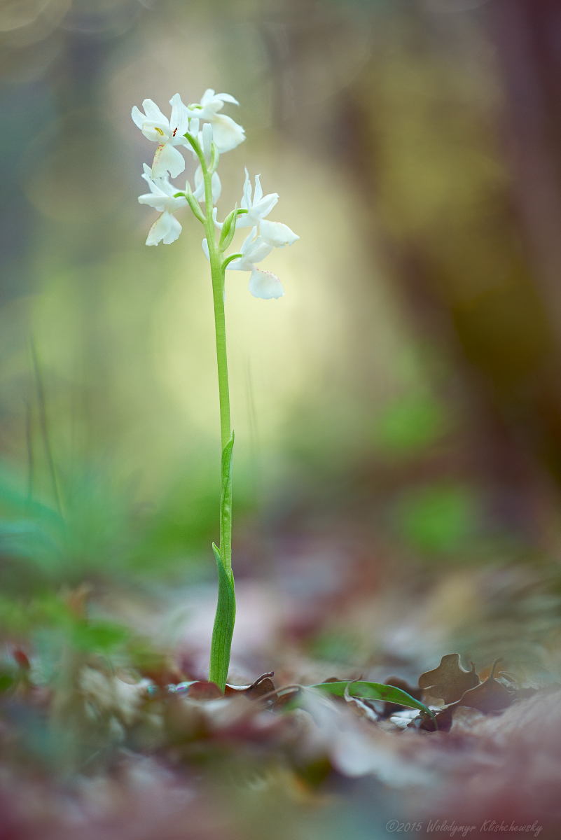 Orchis-provincialis_06
