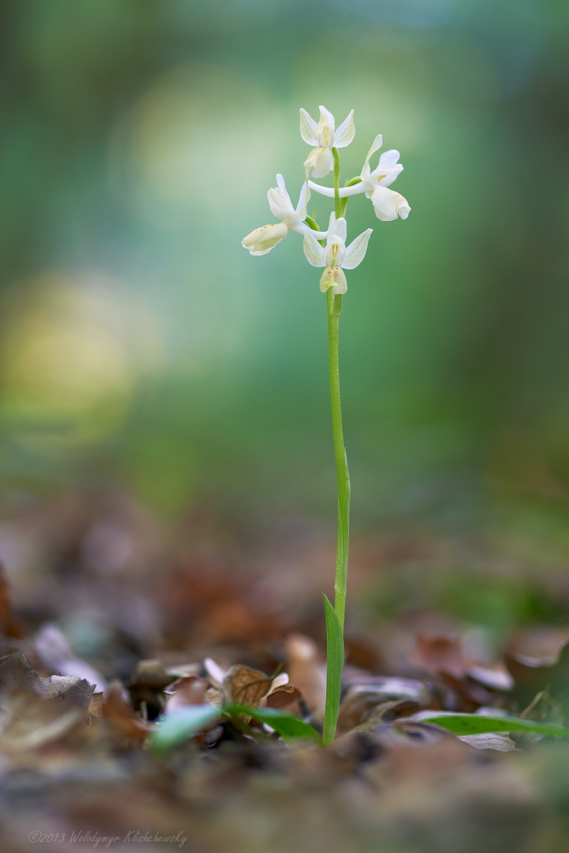 Orchis-provincialis_1