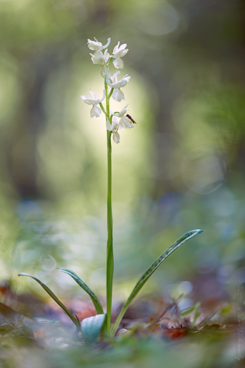 Orchis-provincialis_5_