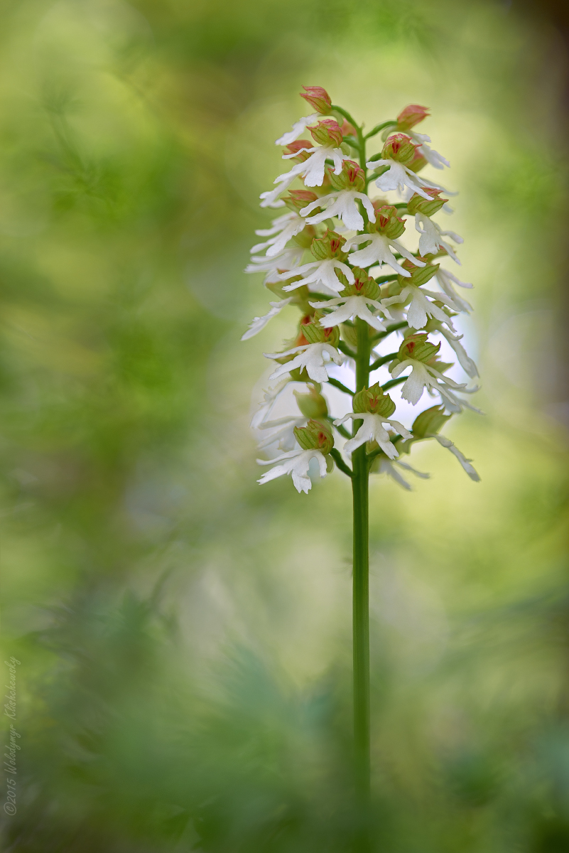 Orchis-purpurea-var_-alba