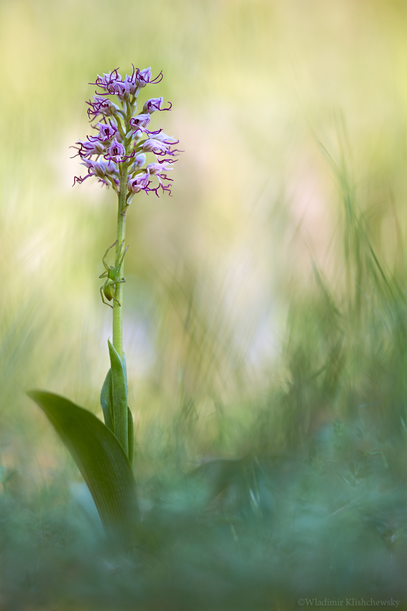 Orchis-simia_3