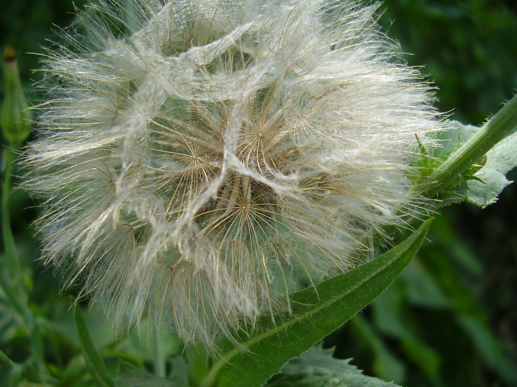 P7090059