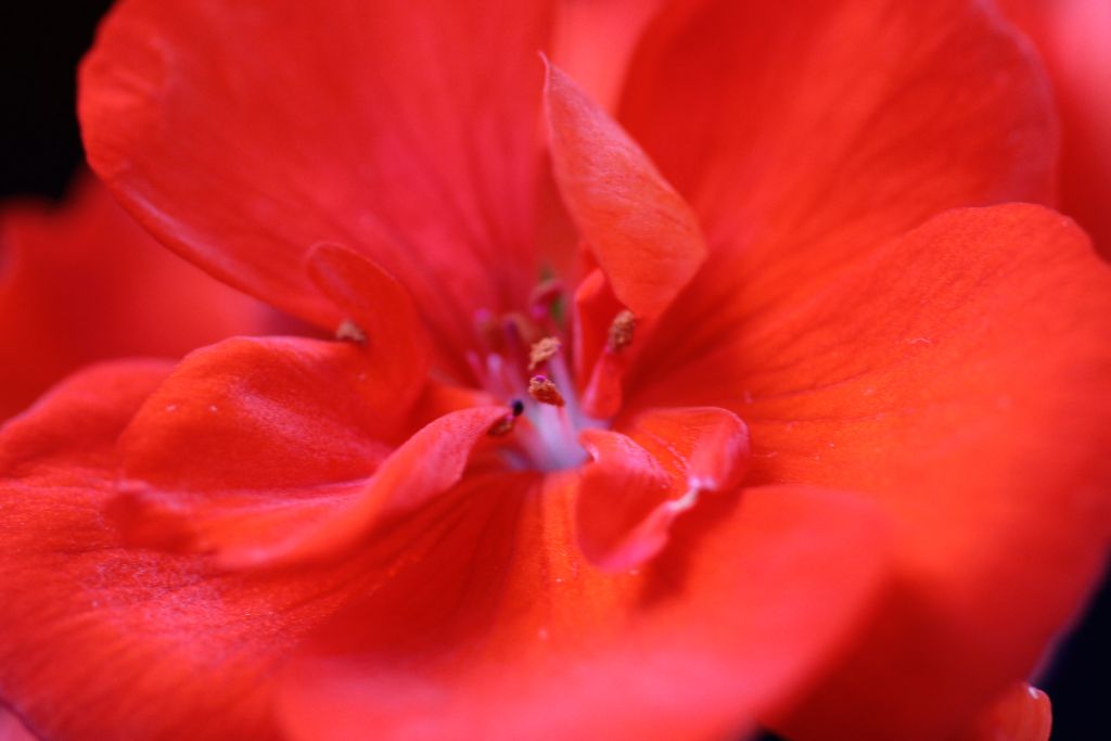 Pelargonium_