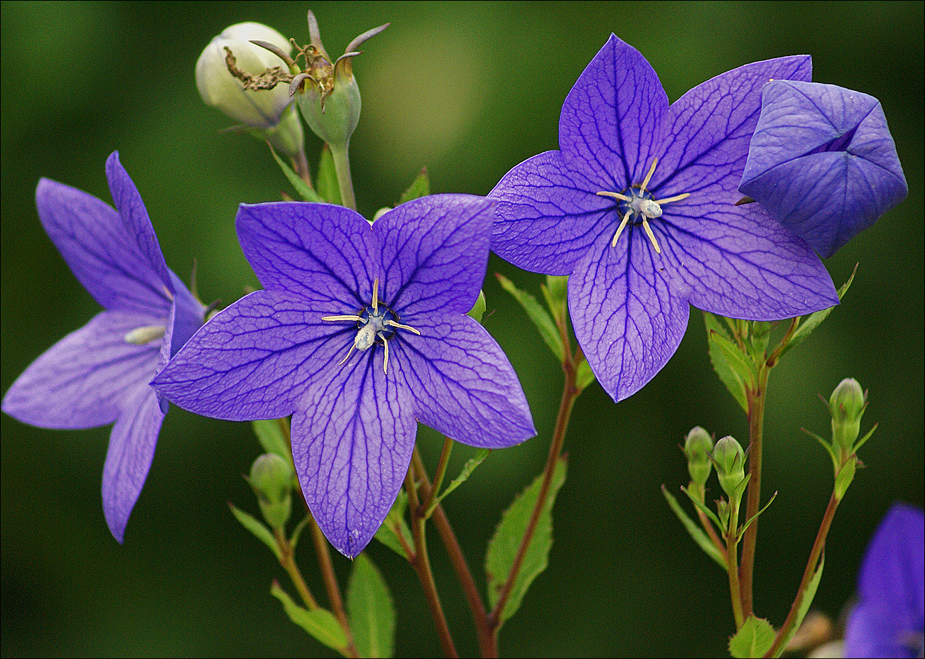 Platycodon-grandiflorus