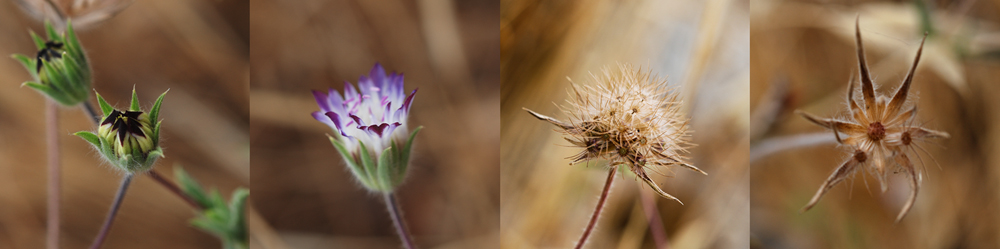 Pterocephalus_plumosus_2010_WW