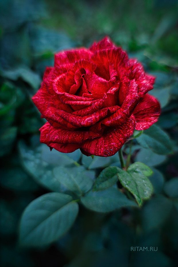 Rose_of_Beauty_-_Ritam_W