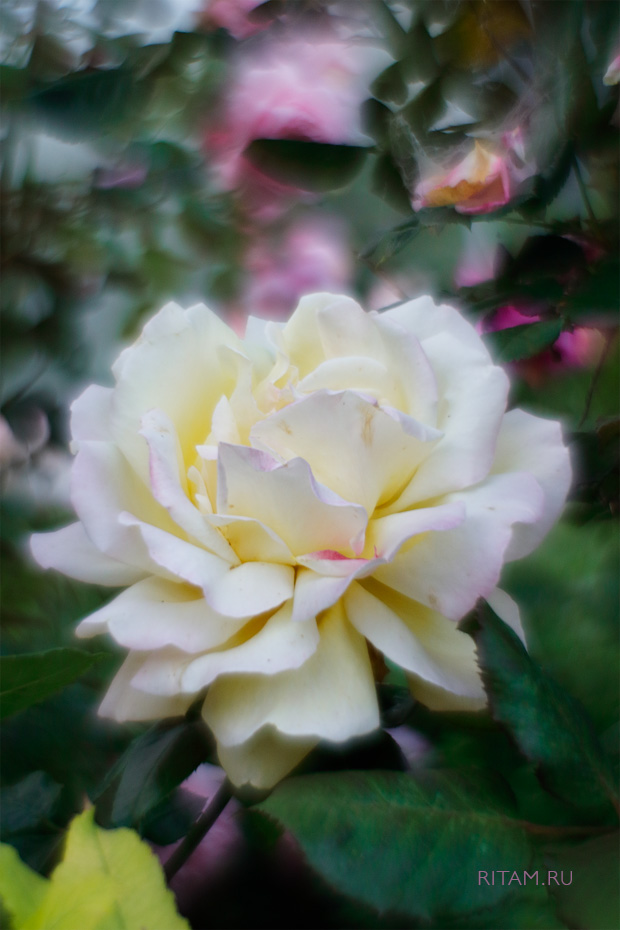 Rose_of_Splendour_-_Ritam_W