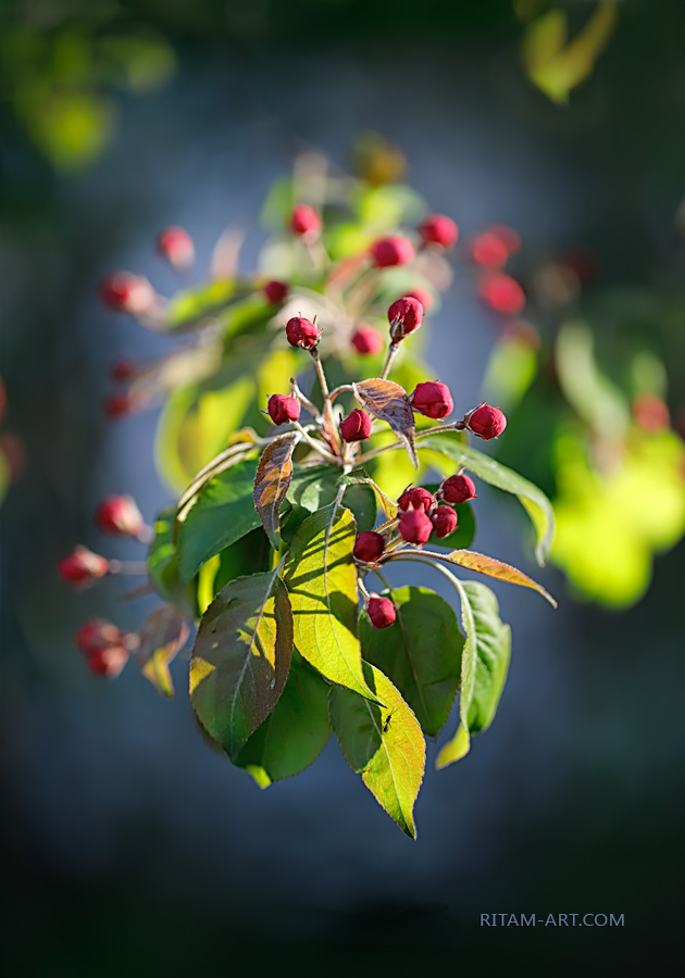 Rubies-of-Spring_Ritam-W