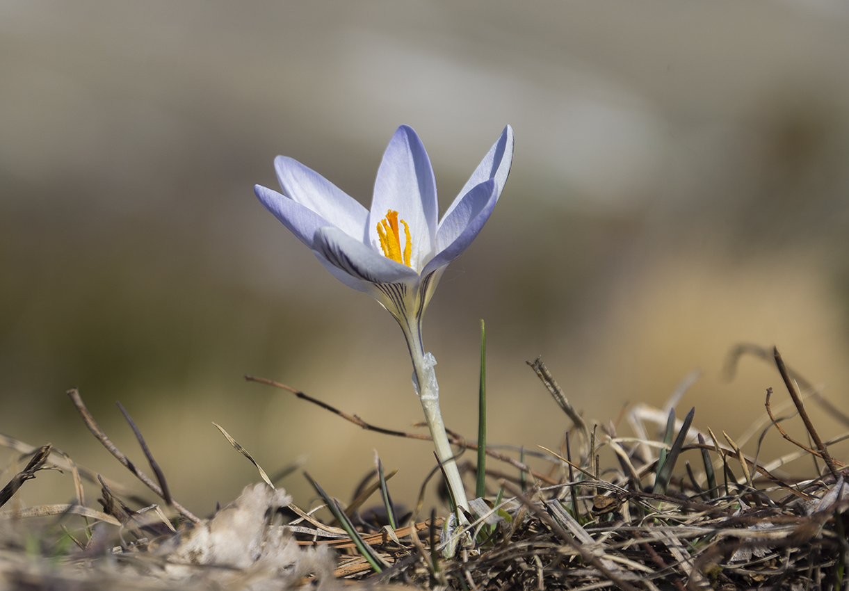 SONY_NEX-7_Colchicum_r1