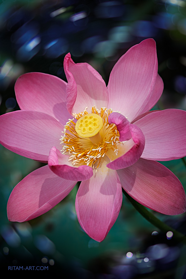 Soul-Lotus_Ritam-W