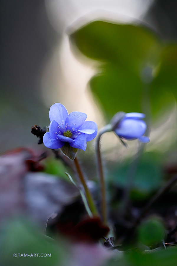 Spring-Aquarelle_Ritam-W