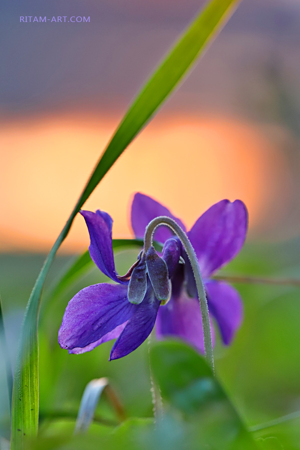 Spring-Evening_Ritam-W