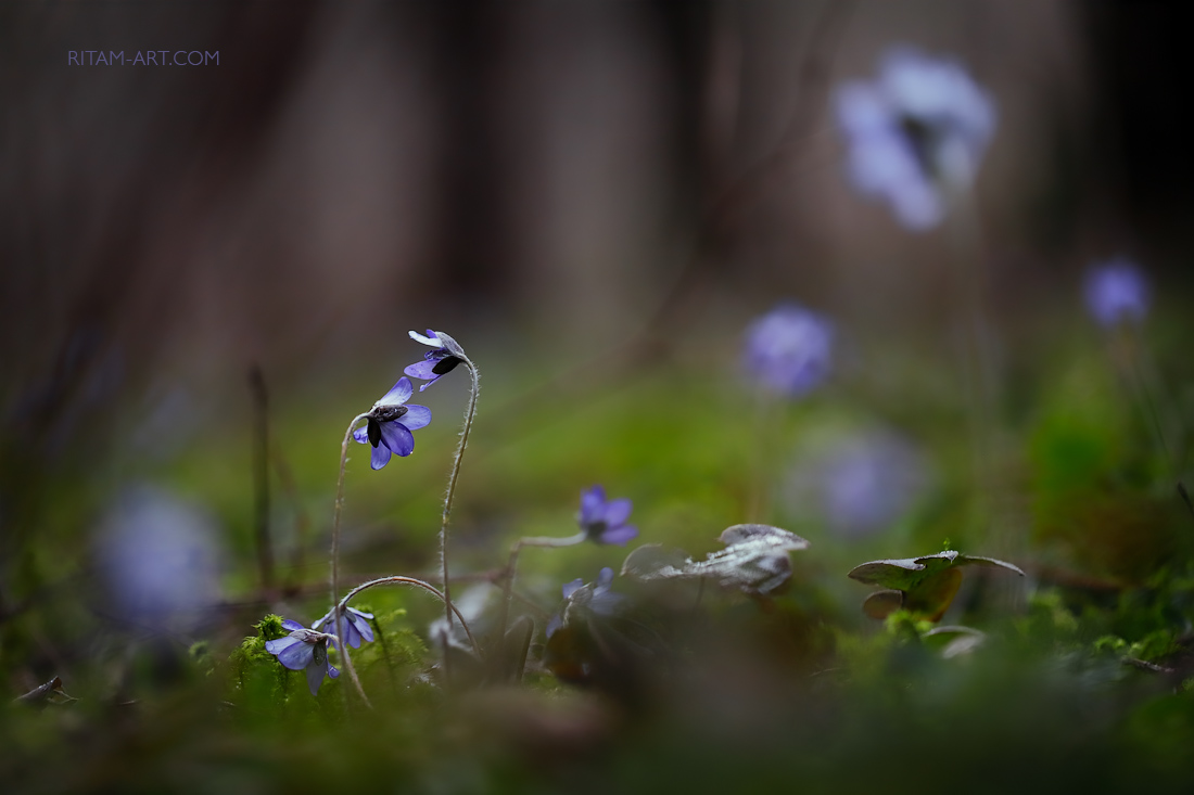 Spring-Fairytale_Ritam-W